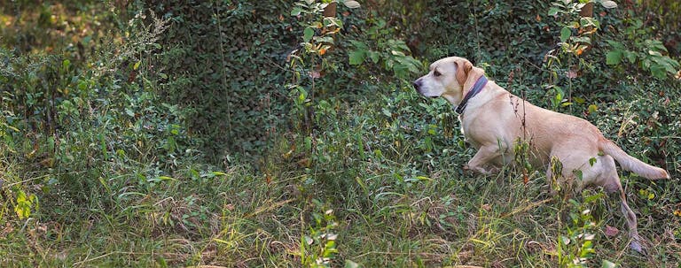 How to Train a Labrador Retriever to Point